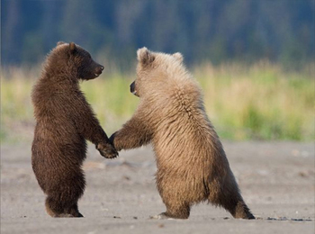 grizzly-bear-cubs-ga.jpg